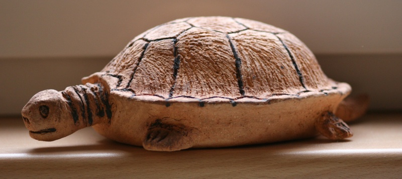 želva