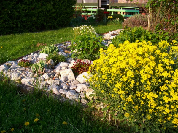 skalka vykvetla 09