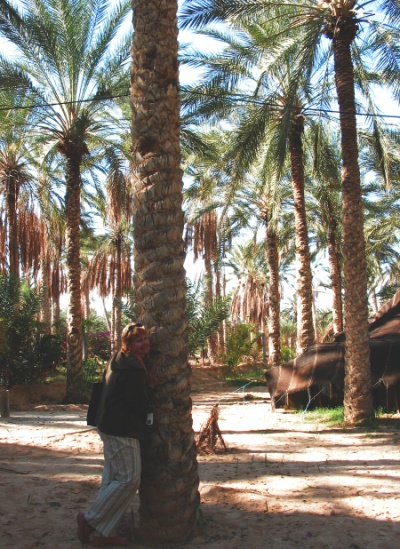 djerba Douz- palmová oáza