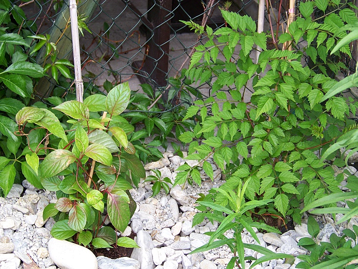vlevo schisandra, vpravo trubač 09