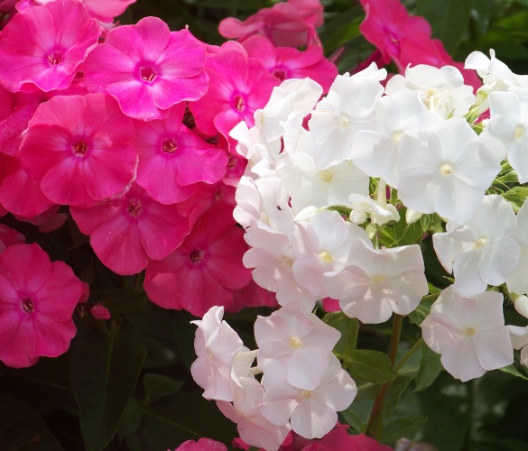 flox 09