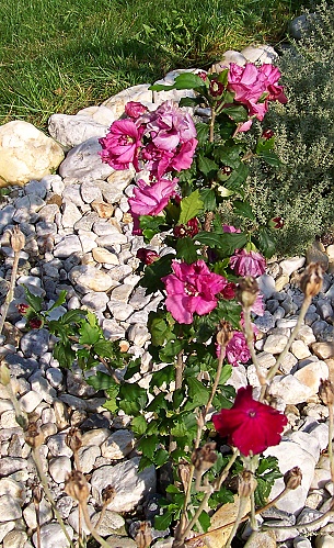 plnokvětý ibišek 09