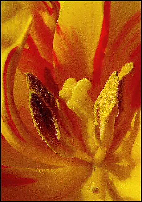 tulip